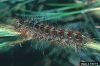 Gypsy moth caterpillar