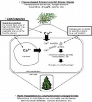 Schematic representation