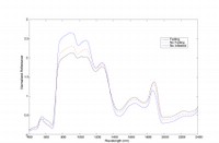 Spectral measurements of subalpine firs