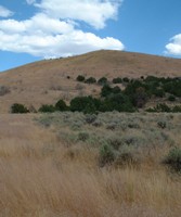 Remnant big sagebrush
