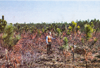 Nutrient Pool Sizes in Forest Floor and Mineral Soils