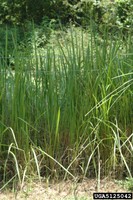 Cogongrass